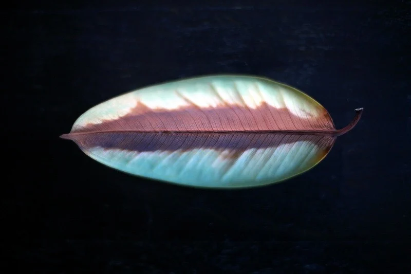 Leaf of a ficus