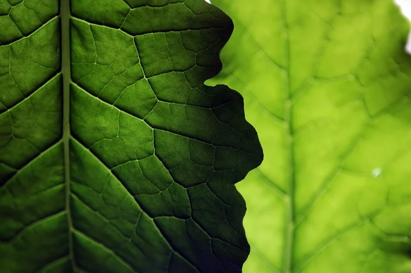 Two leaves of cabbage