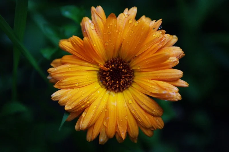 Calendula