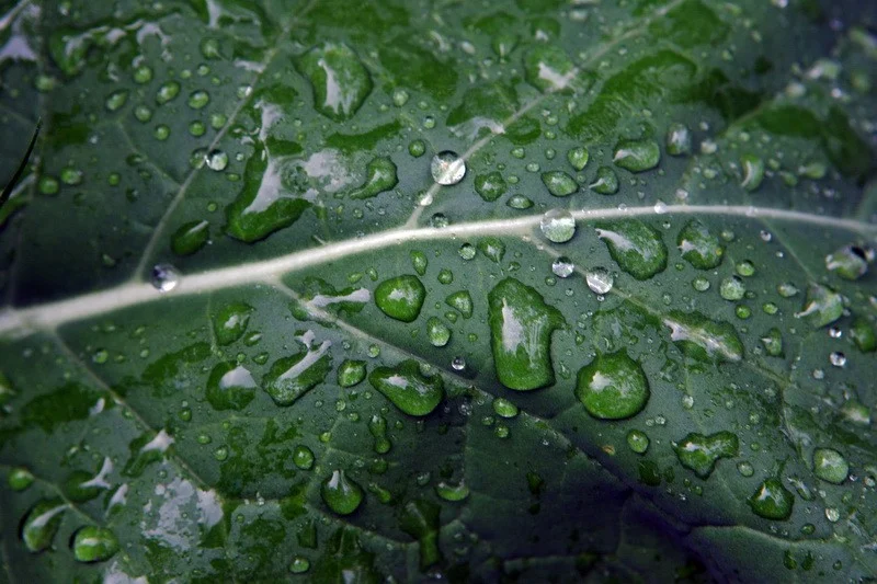 Drops of a rain on a green leaf